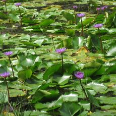 Pookode Lake