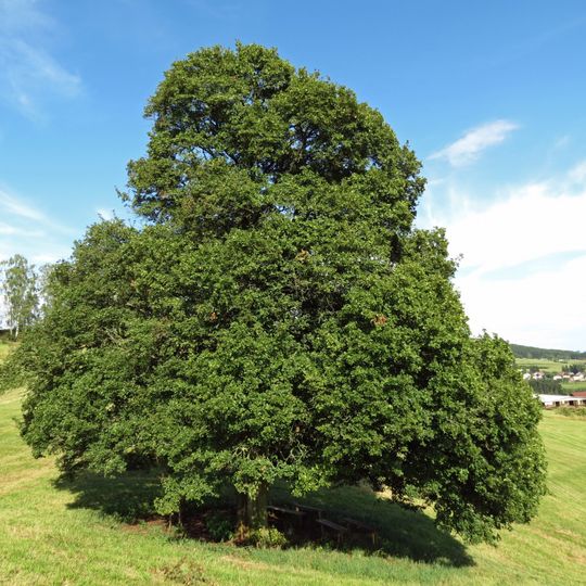 Roškopovská babyka