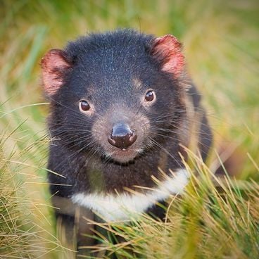 Tasmanie : l’itinéraire grandiose entre parcs montagneux, réserves sauvages et spots à ne pas rater