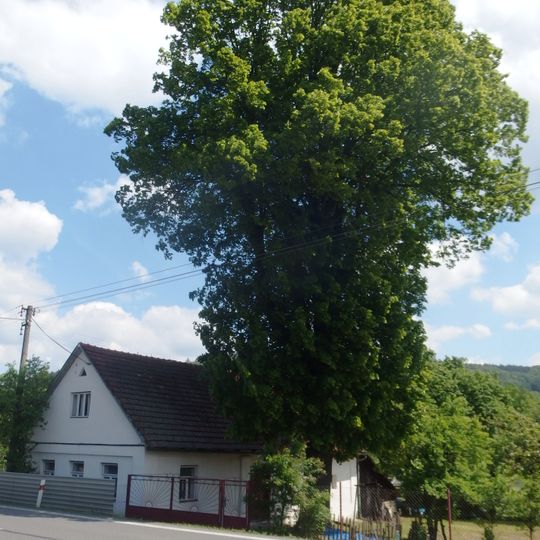 Lípa v Leskovci