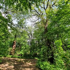 Tree group near Torfhäuser