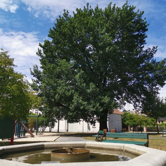 Naturdenkmal Stieleiche