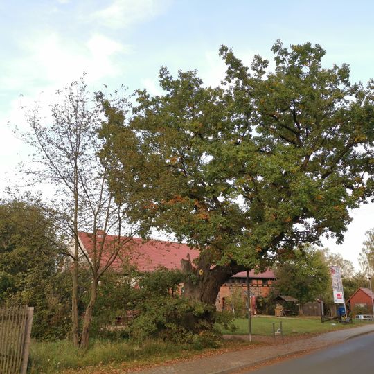 Naturdenkmal Eiche vor der Brennerei Raben