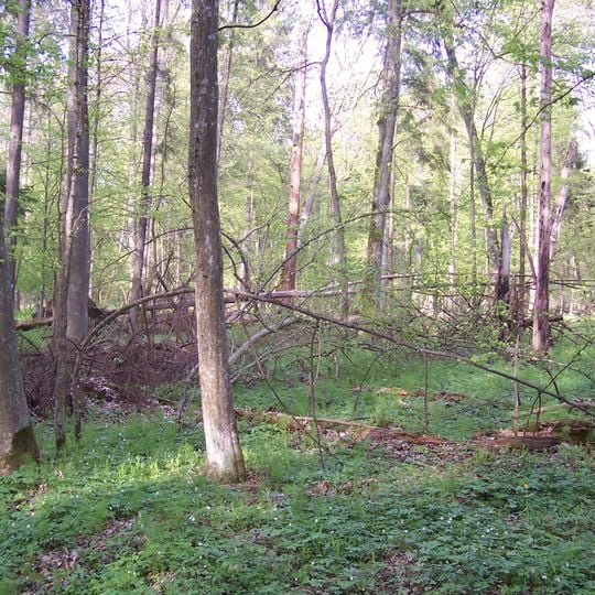 Central European mixed forests