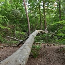 Waldrest an der Siemensallee einschl. des Sportparks der Firma Siemens südlich davon und eines Waldstückes südlich dieses Parks