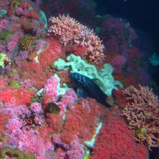 Cordell Bank National Marine Sanctuary