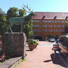Hirsch