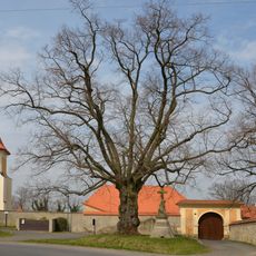 Green Linden in Smolenice