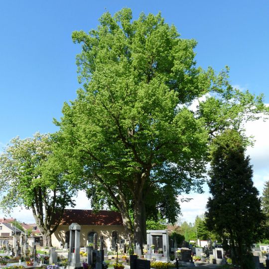 Lípa a jasan na hřbitově