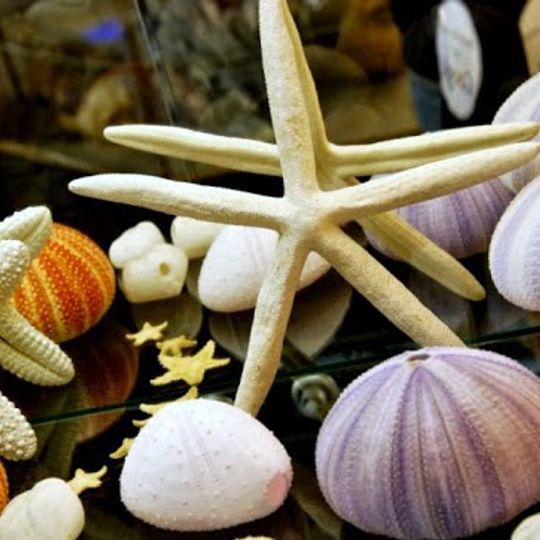 Muséum du Coquillage