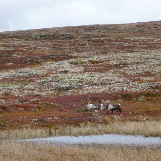 Parc national de Forollhogna