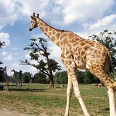 Windsor Safari Park