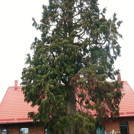 Cyprysik Lawsona w Mechowie