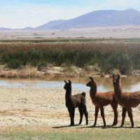 Dipartimento di Antofagasta de la Sierra