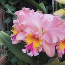 Tropical & Subtropical Arboretum