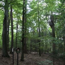 Sobědražský prales