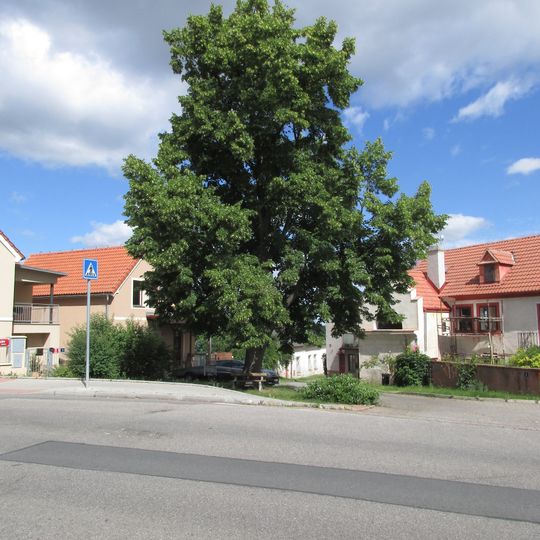 Липа свободы