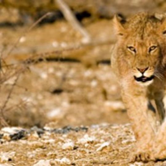 Northern Tuli Game Reserve