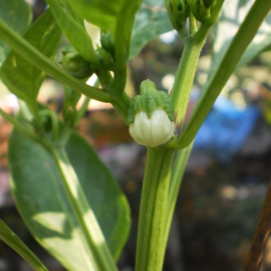 Jardín Botánico Regional de Gold Coast