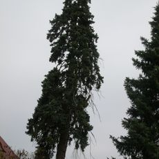 Naturdenkmal  [[Fichten|Fichte]]-[[Stechfichte]] (''Picea pungens'') Alte Poststraße 7, auf dem Grundstück in Madlow