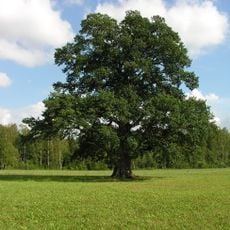 Zibikai oak