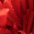 Red Vines