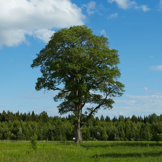 Varstu Rural Municipality