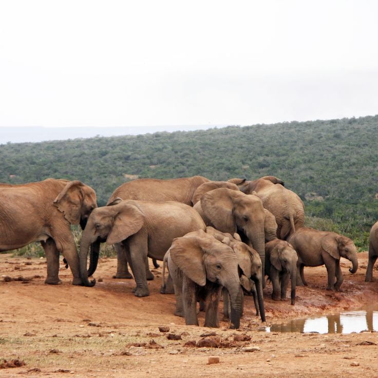 Addo-Elefanten-Nationalpark