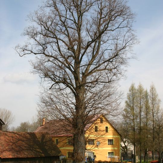 Lípa u Čmuchálků