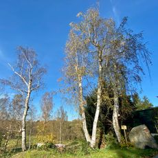 Drei weiße Birken für Johann Böhm