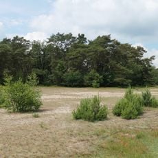 Steller Heide