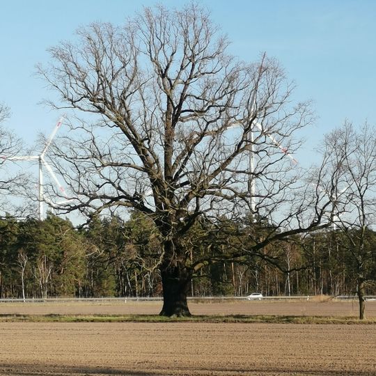 Naturdenkmal Stieleiche südlich von Mallenchen