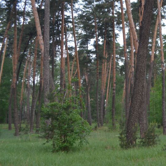 Ділянка лісу