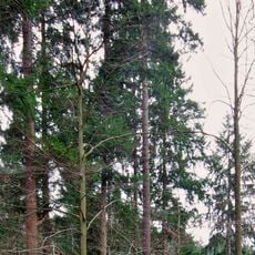Waldtraut vom Mühlwald