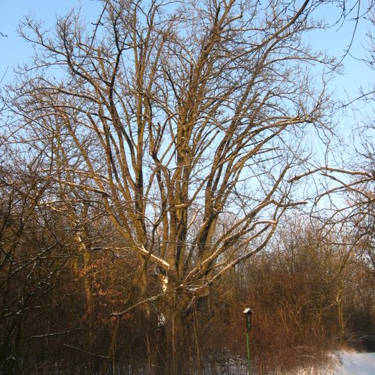 Oskeruše u Radostic