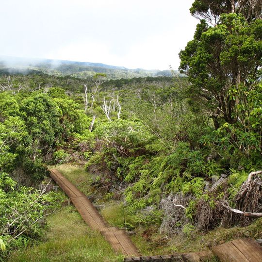Hawaiian tropical rainforests
