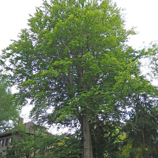 Rot-Buche Grunewaldstraße 41