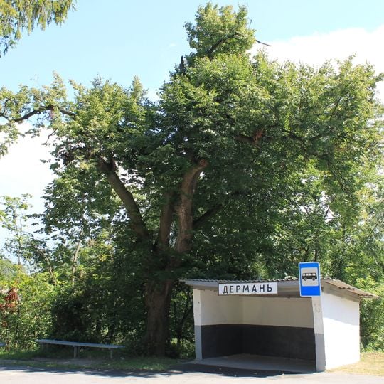 300-річні липи