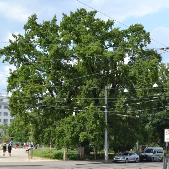 Dub u vstupu na Moravské nám.