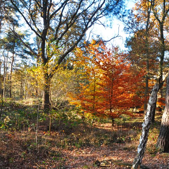 Landweer: Groote Heide