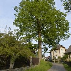 Tilia platyphyllos in Železný Brod