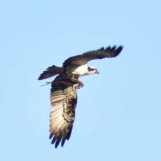 Elbaue und Teichgebiete bei Torgau