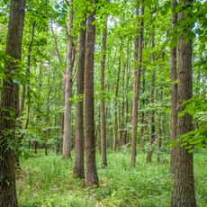Spitalholz bei Gochsheim