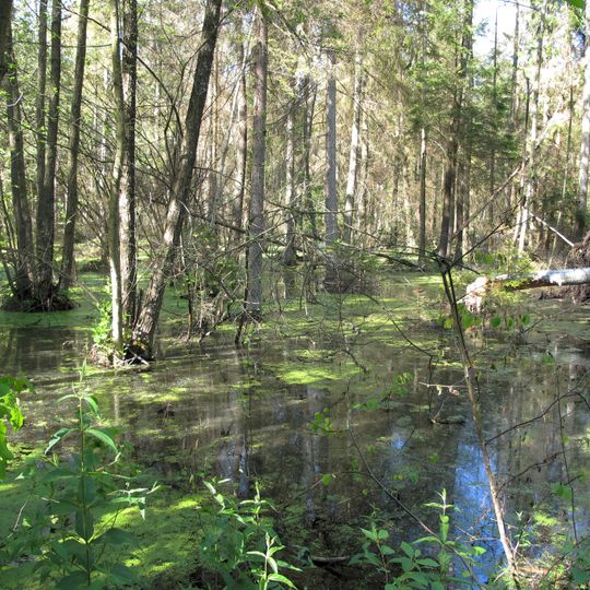 Nature reserve Jałówka