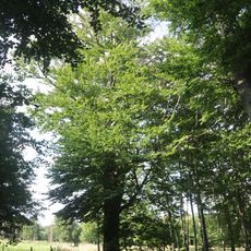 Buk u cesty na Suchou horu