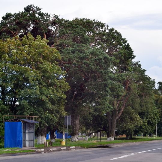 Сосни звичайні