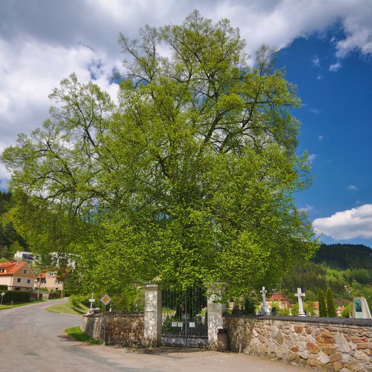 Lípa srdčitá v Nedvědici u hřbitova