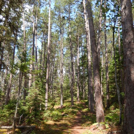 Forêt rare de la Montagne-à-Fourneau
