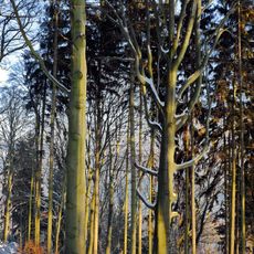 Buky hraběte Chotka