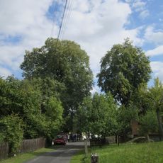 Skupina lip malolistých